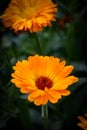 Calendula officinalis, the pot marigold, ruddles, common marigold or Scotch marigold.ÃÂ 